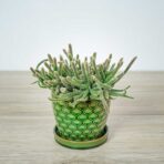 rhipsalis-baccifera-horrida-patyczak