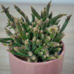 rhipsalis-baccifera-horrida-patyczak