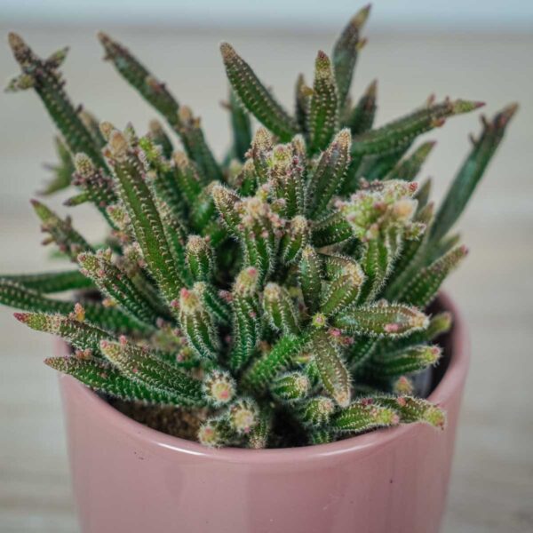 rhipsalis-baccifera-horrida-patyczak (2) rhipsalis-baccifera-horrida-patyczak