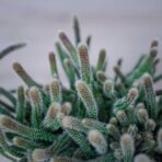 rhipsalis-baccifera-horrida-patyczak