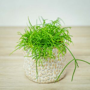 rhipsalis-cassutha-patyczak