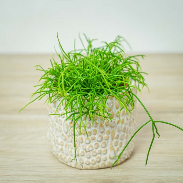 rhipsalis-cassutha-patyczak