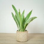 sansevieria-aubrytiana-metallica