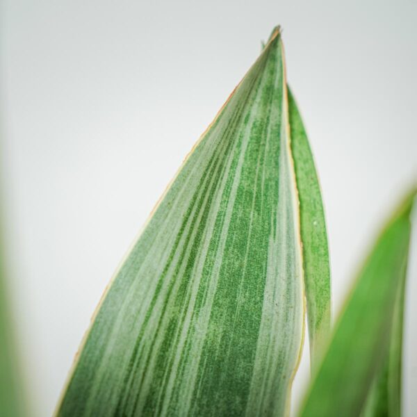 sansevieria-aubrytiana-metallica (3) sansevieria-aubrytiana-metallica