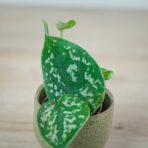 scindapsus-pictus-argyraeus