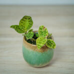 storczyk-macodes-petola-jewel-orchid