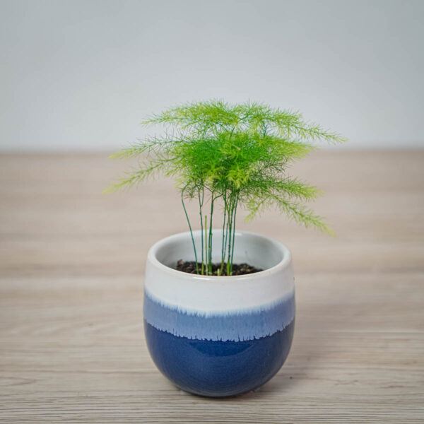 szparag-pierzasty-baby-asparagus-plumosus