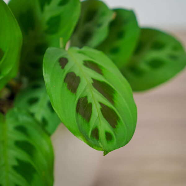 maranta-leuconeura-kerchoveana maranta-leuconeura-kerchoveana