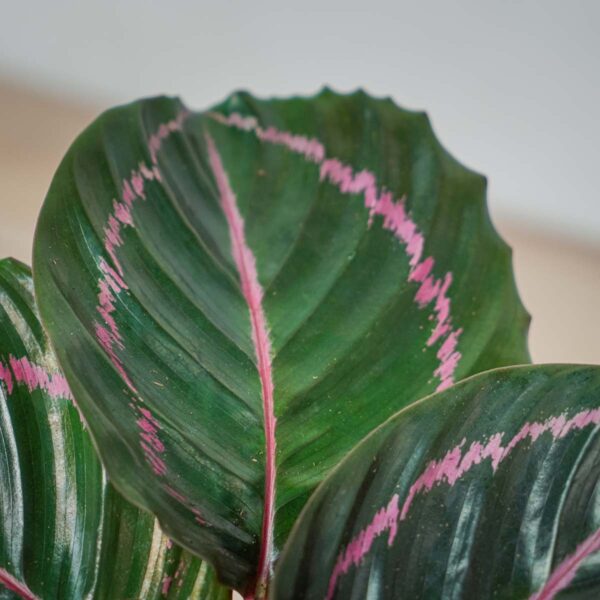 calathea-roseopicta-dottie calathea-roseopicta-dottie