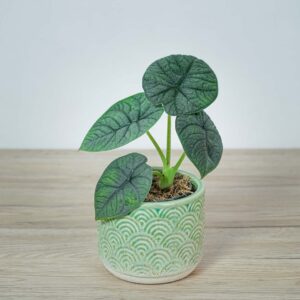 alokazja-melo-alocasia