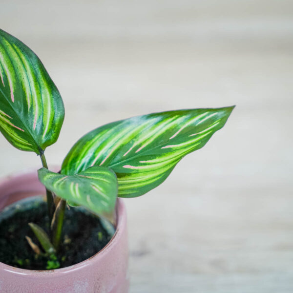 calathea-beauty-star-baby (2) calathea-beauty-star-baby