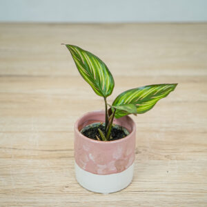 calathea-beauty-star-baby