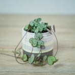 ceropegia-woodii-baby