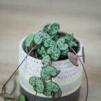 ceropegia-woodii-baby