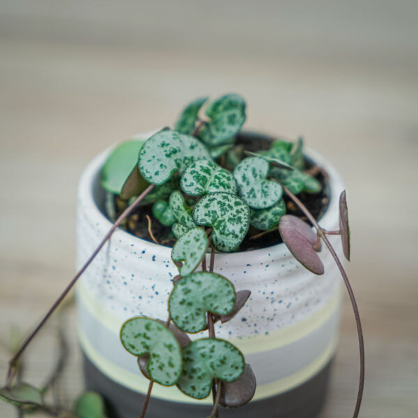 ceropegia-woodii-baby (2) ceropegia-woodii-baby