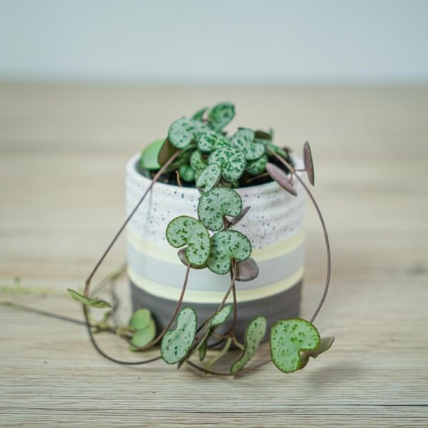ceropegia-woodii-baby