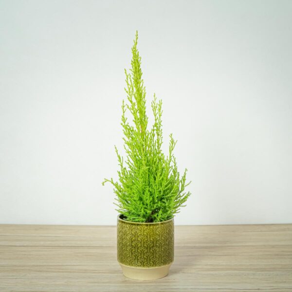 cyprysik-goldcrest-wilma-cupressus-macrocarpa cyprysik-goldcrest-wilma-cupressus-macrocarpa