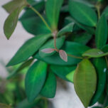 hoya-burtoniae