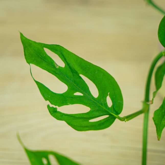 monstera-adansonii-laniata-baby (2) monstera-adansonii-laniata-baby