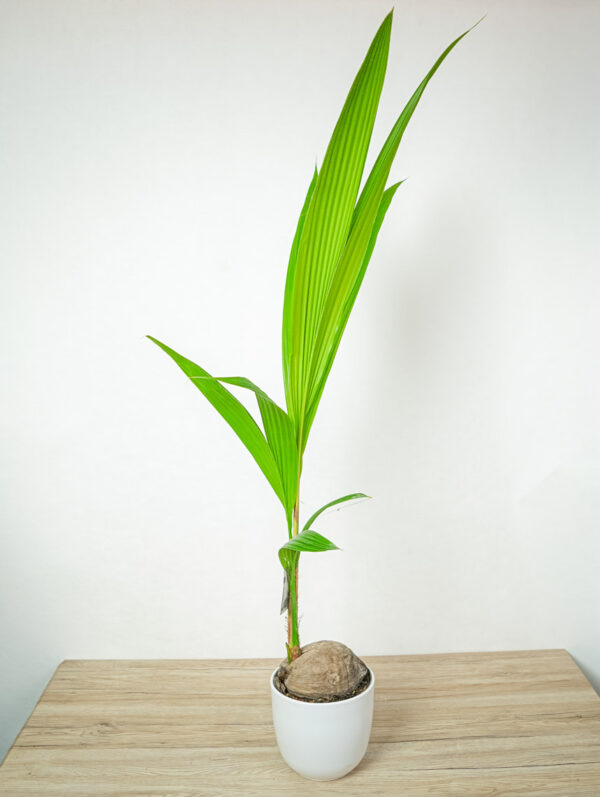 palma-kokosowa-cocos-nucifera