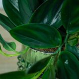scindapsus-treubii-dark-form