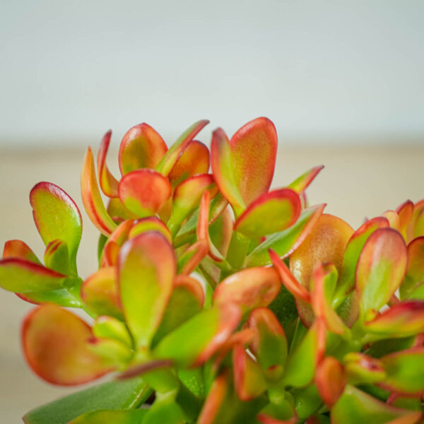 crassula-ovata-sunset-grubosz (2) crassula-ovata-sunset-grubosz