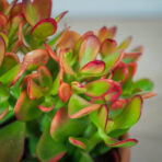 crassula-ovata-sunset-grubosz
