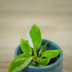 philodendron-white-princess-baby