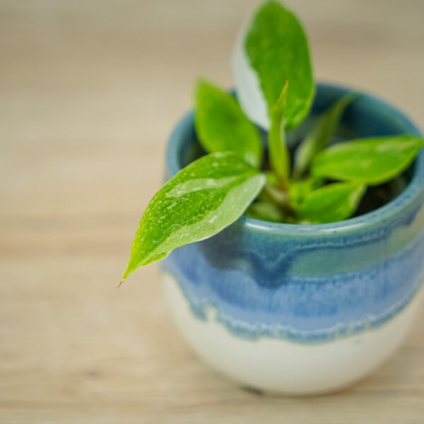 philodendron-white-princess-baby (3) philodendron-white-princess-baby