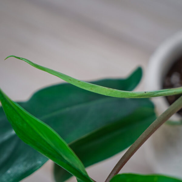 philodendron-69686 philodendron-69686