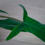 philodendron-69686
