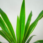 yucca-elephantipes-puck-juka