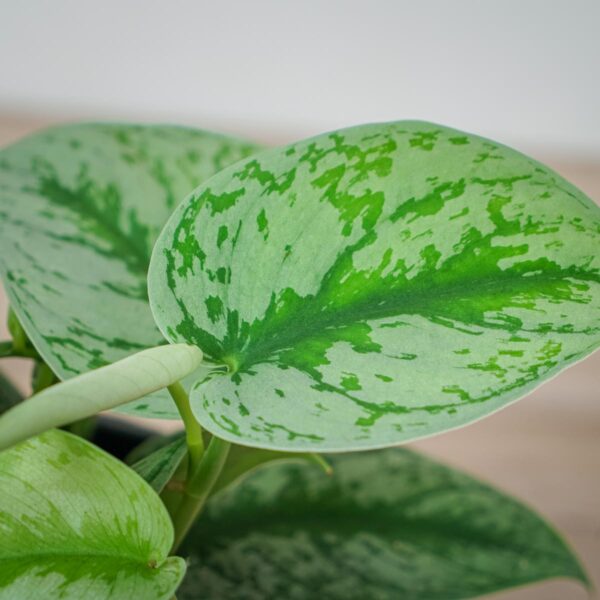 scindapsus-pictus-trebie scindapsus-pictus-trebie