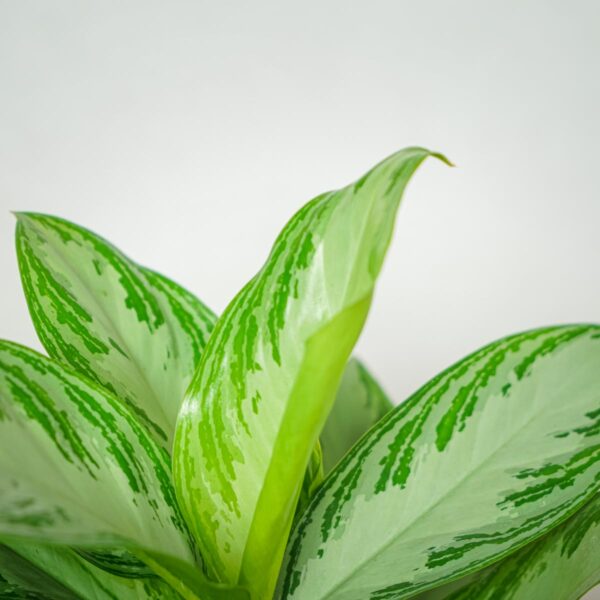 aglaonema-silver-bay aglaonema-silver-bay