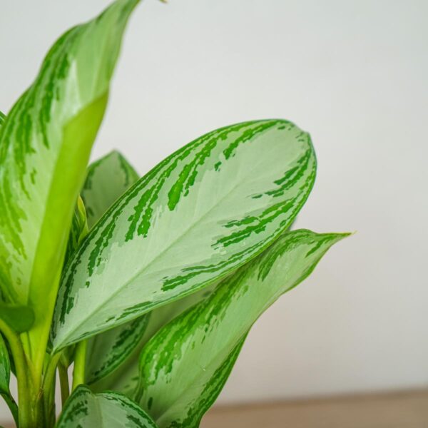 aglaonema-silver-bay aglaonema-silver-bay