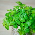 peperomia-rotundifolia