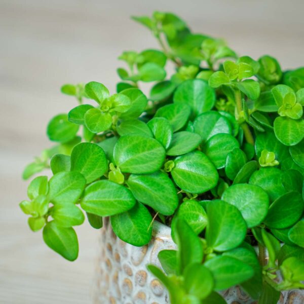 peperomia-rotundifolia peperomia-rotundifolia
