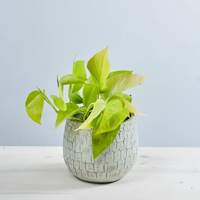 MS181k_0069_MS18 70 Epipremnum golden pothos