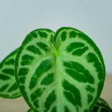anthurium-silver-blush