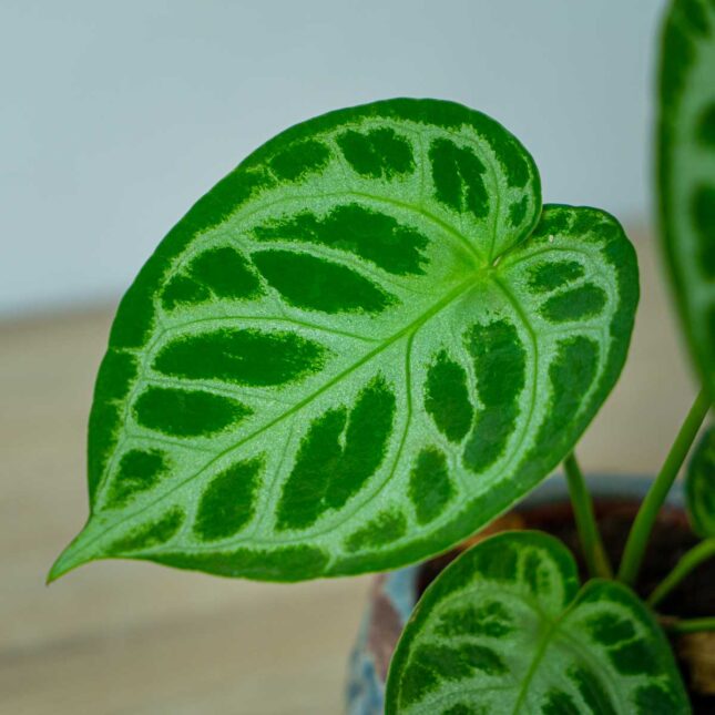 anthurium-silver-blush (3) anthurium-silver-blush