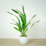 aspidistra-milky-way-aspidistra-elatior