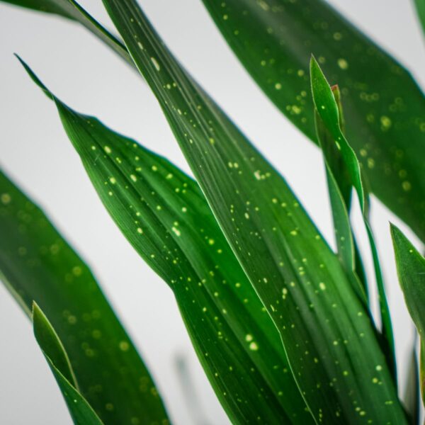 aspidistra-milky-way-aspidistra-elatior (2) aspidistra-milky-way-aspidistra-elatior
