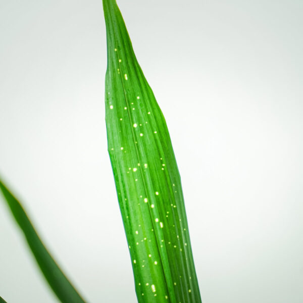 aspidistra-milky-way-aspidistra-elatior (3) aspidistra-milky-way-aspidistra-elatior