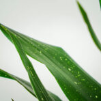 aspidistra-milky-way-aspidistra-elatior