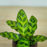 calathea-lancifolia-baby
