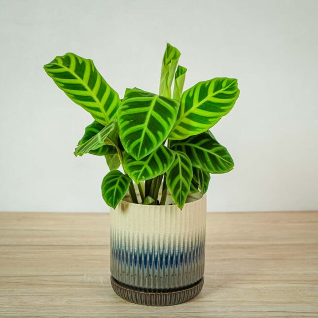 calathea-zebrina calathea-zebrina
