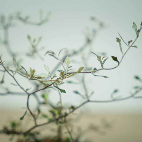 corokia-cotoneaster (2) corokia-cotoneaster