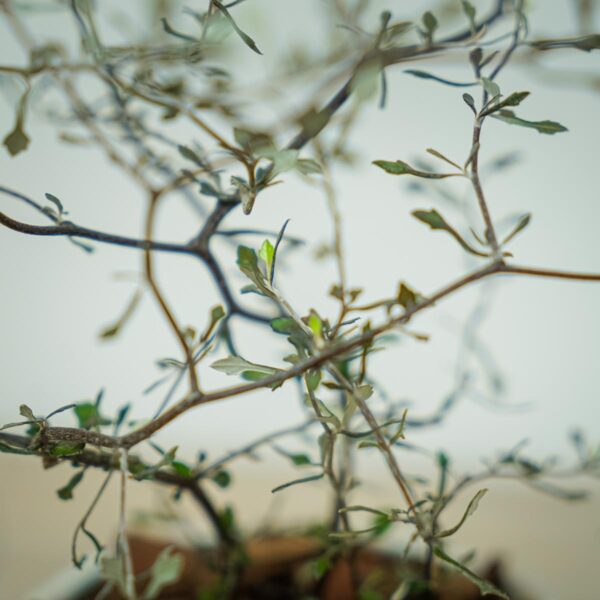 corokia-cotoneaster (3) corokia-cotoneaster