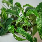 epipremnum-pinnatum-variegata