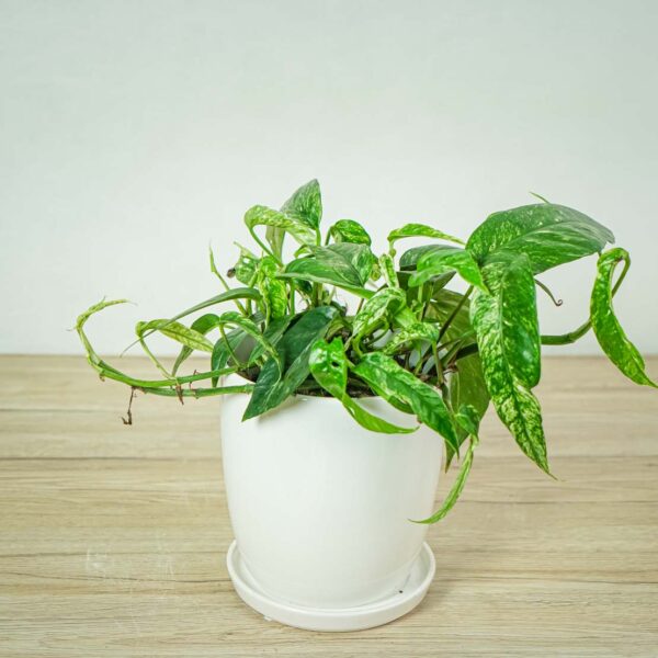 epipremnum-pinnatum-variegata epipremnum-pinnatum-variegata